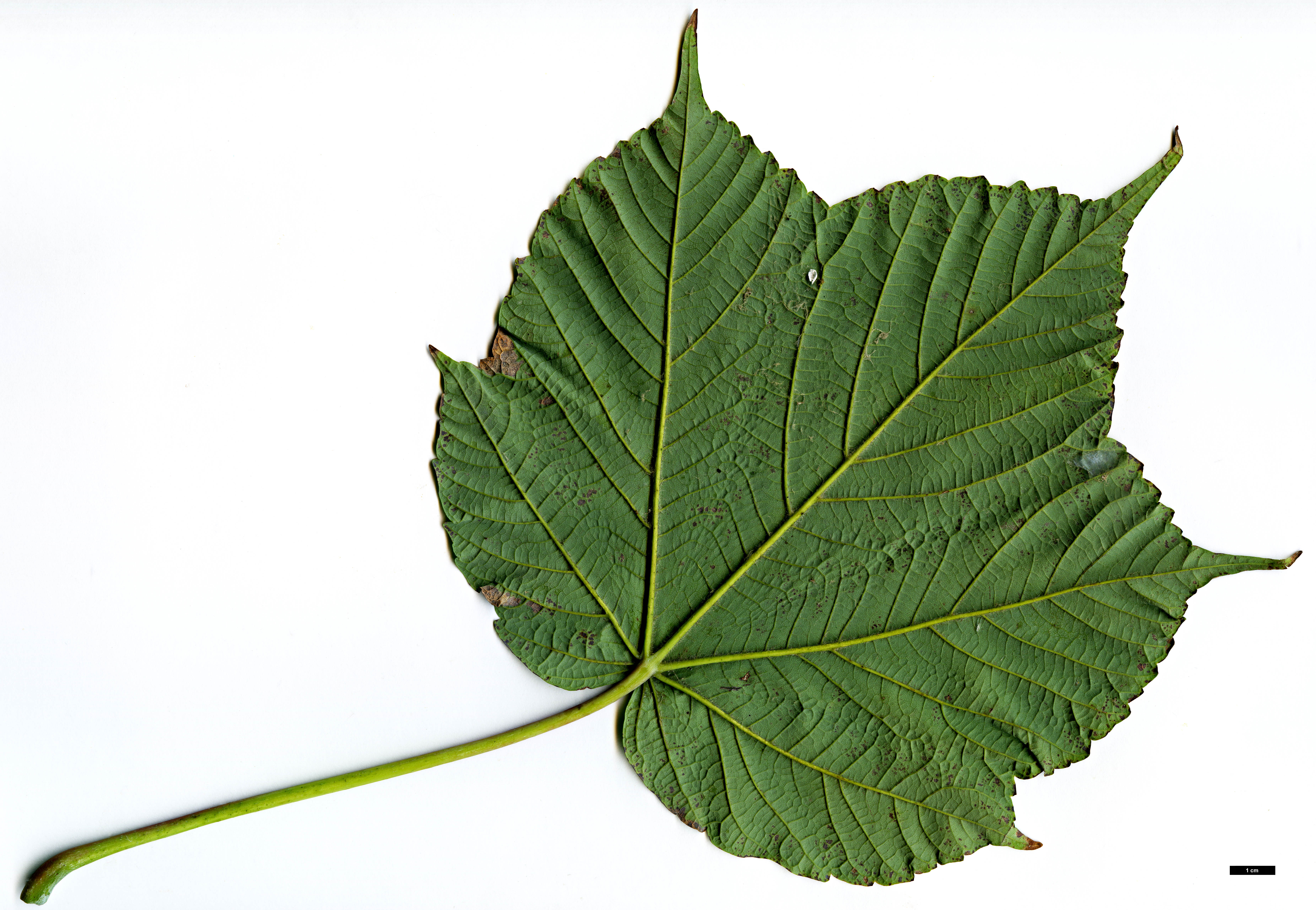 High resolution image: Family: Sapindaceae - Genus: Acer - Taxon: caesium - SpeciesSub: subsp. giraldii